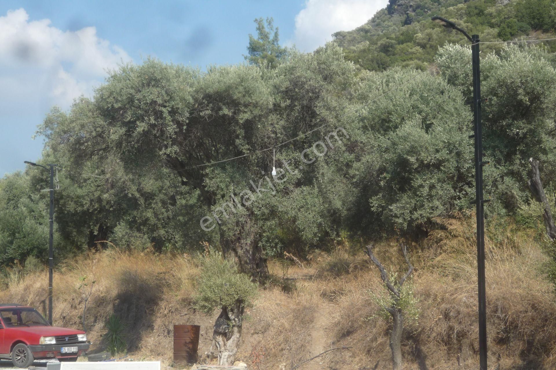 İzmir Torbalı Gold Emlaktan Satılık Zeytin Bahçesi... - Görsel 15