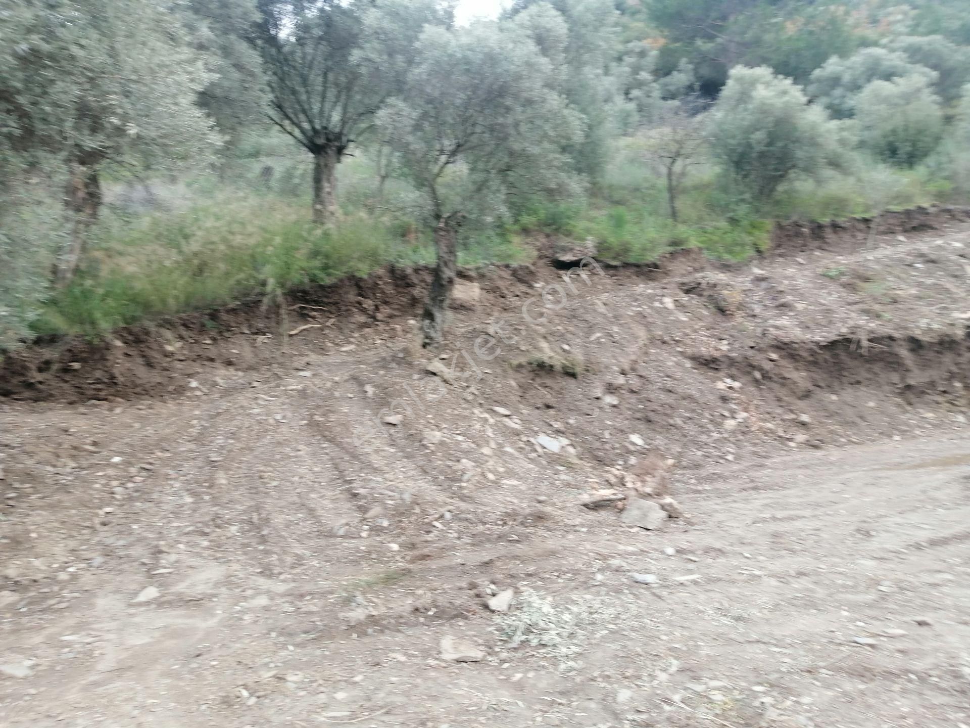 İzmir Torbalı Gold Emlaktan Satılık Zeytin Bahçesi... - Görsel 18