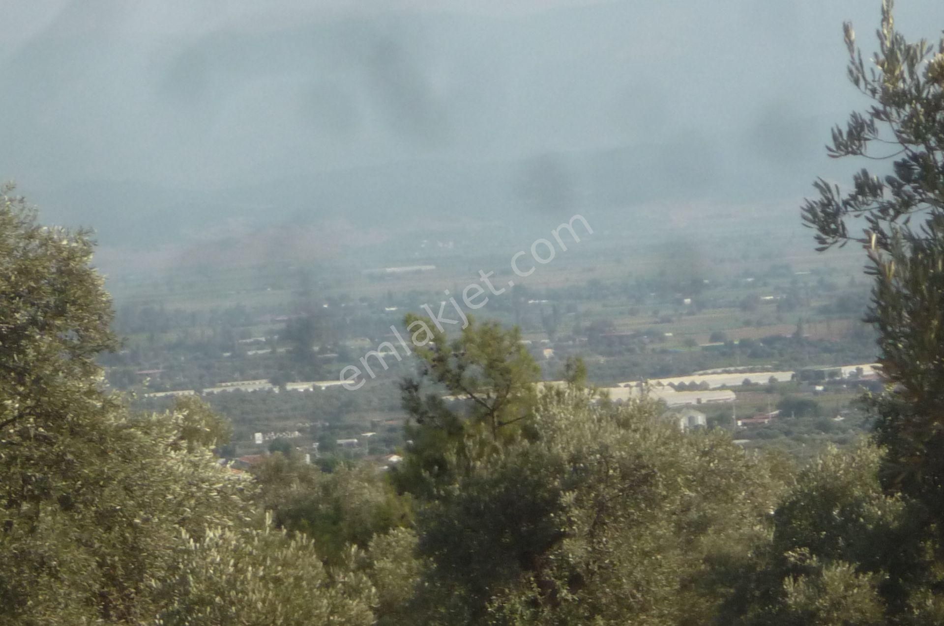 İzmir Torbalı Gold Emlaktan Satılık Zeytin Bahçesi... - Görsel 11