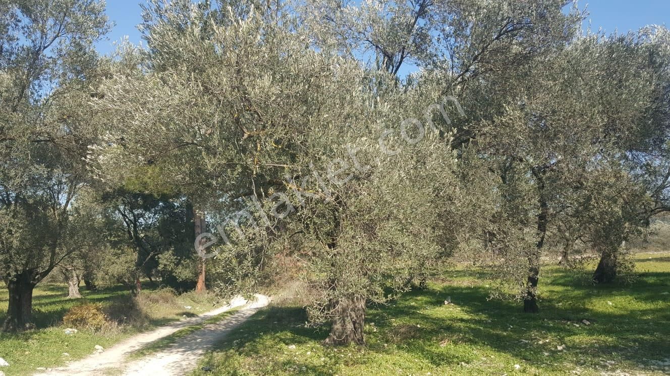 Ayvada'dan Ayvalık Fethiye'de 13 Dönüm Bakımlı Zeytinlik - Görsel 2