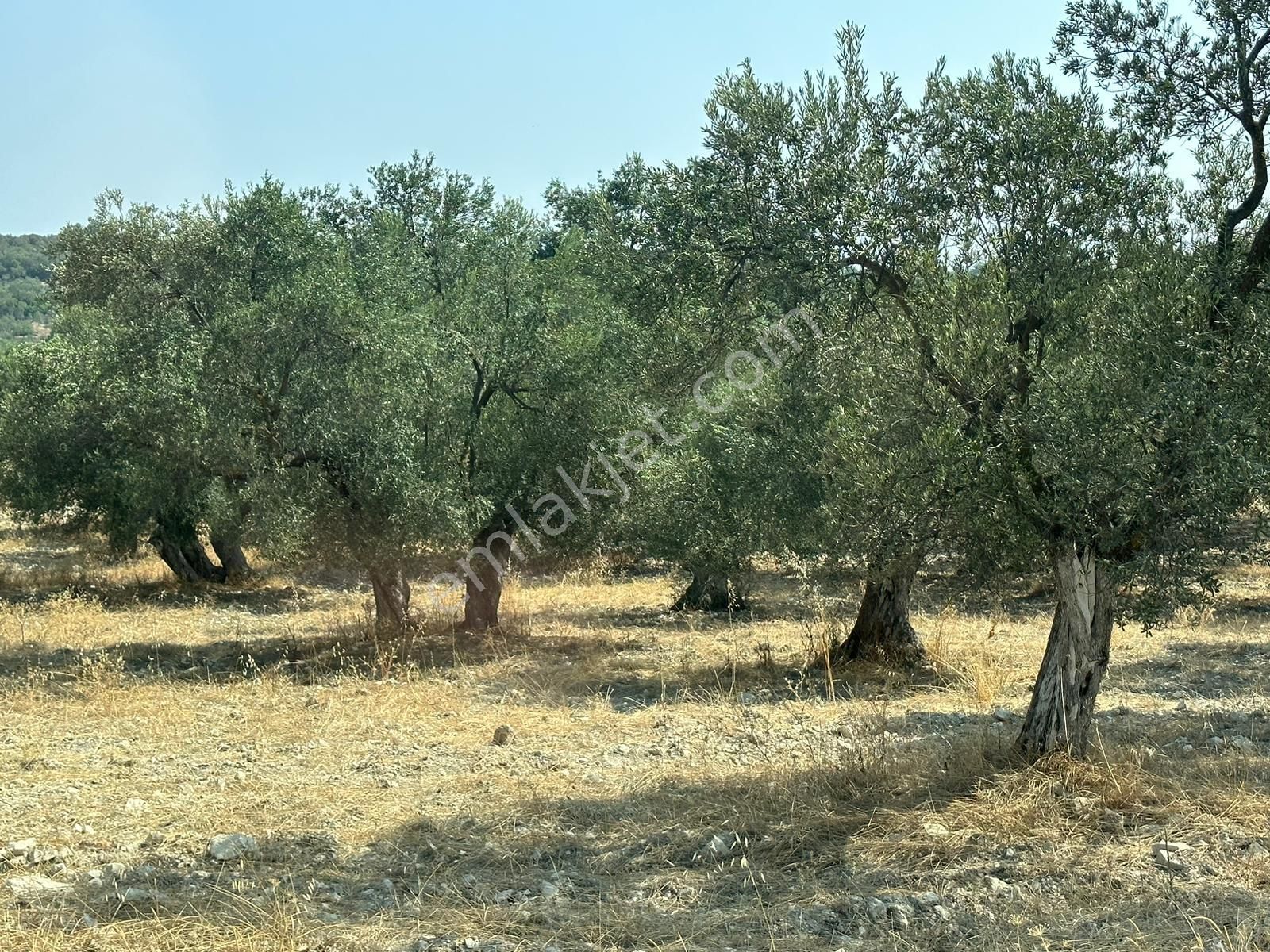 Ayvada'dan Ayvalık Fethiye'de 8.5 Dönüm Bakımlı Zeytinlik - Görsel 4
