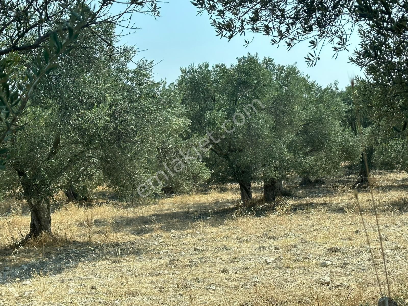 Ayvada'dan Ayvalık Fethiye'de 8.5 Dönüm Bakımlı Zeytinlik - Görsel 5