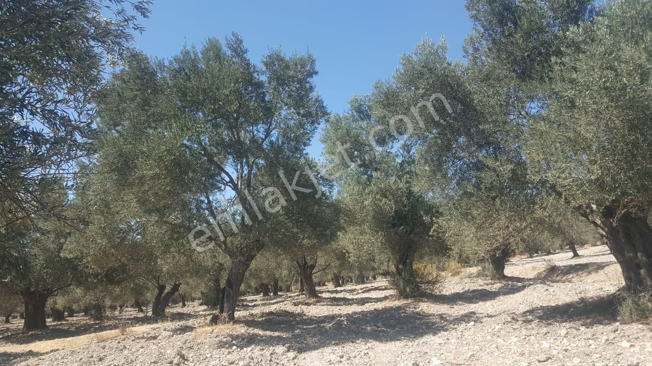 Ayvada'dan Ayvalık Gazikemalpaşada 2 Dönüm Bakımlı Zeytinlik - Görsel 9
