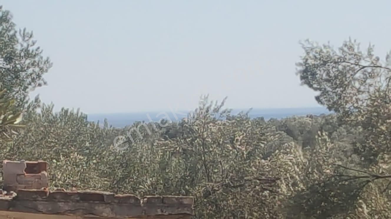 Ayvada'dan Ayvalık Gazikemalpaşada 2 Dönüm Bakımlı Zeytinlik - Görsel 3