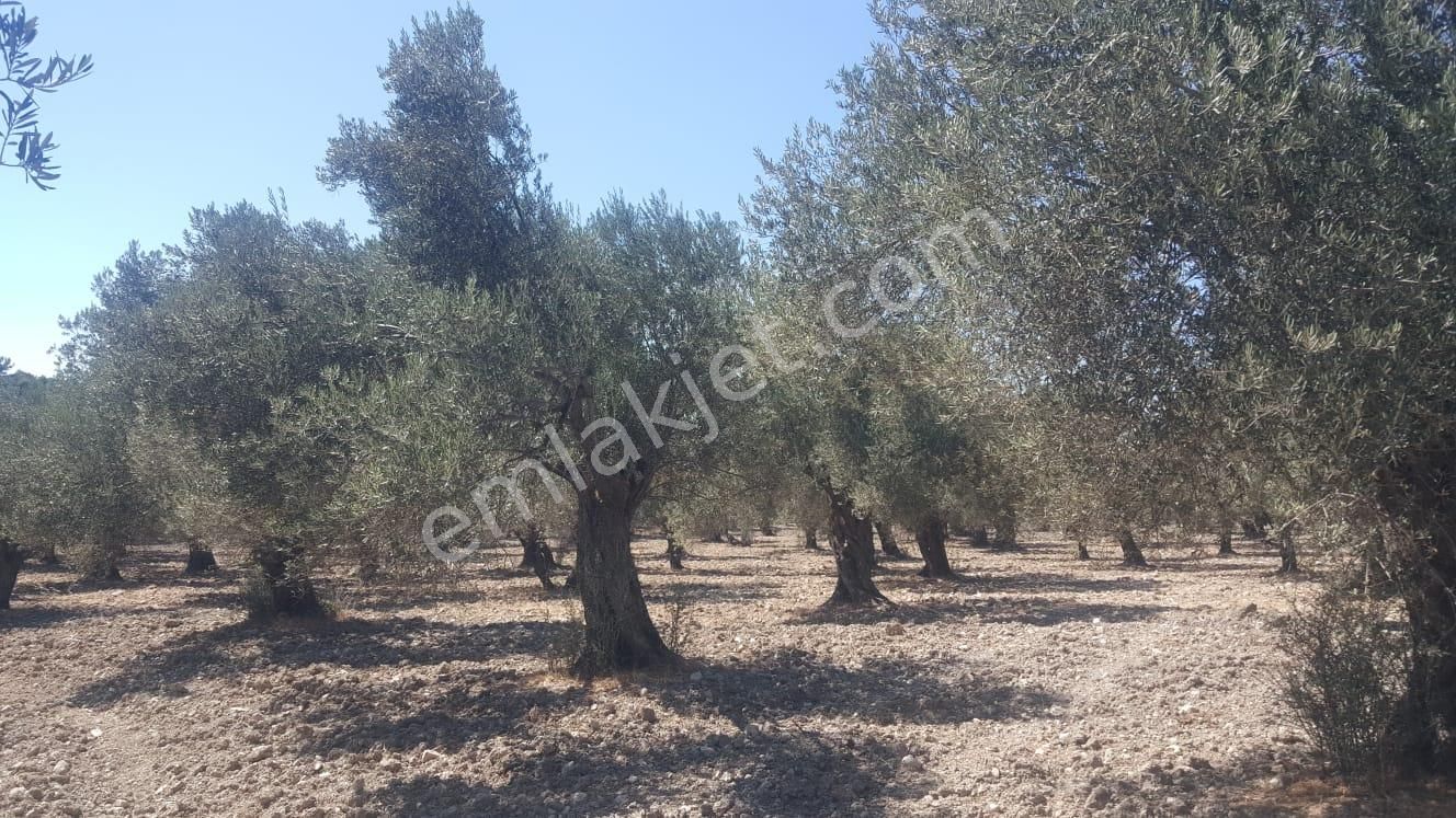Ayvada'dan Ayvalık Gazikemalpaşada 2 Dönüm Bakımlı Zeytinlik - Görsel 8