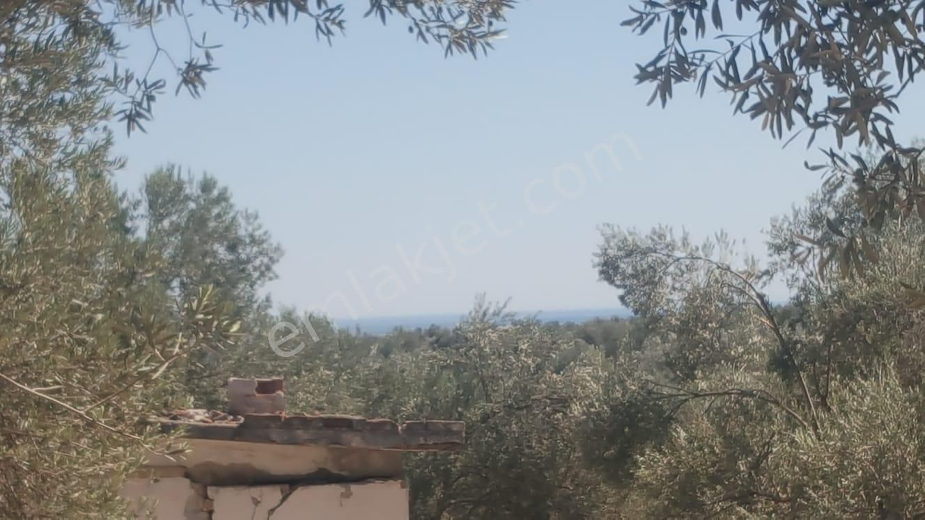 Ayvada'dan Ayvalık Gazikemalpaşada 2 Dönüm Bakımlı Zeytinlik - Görsel 4