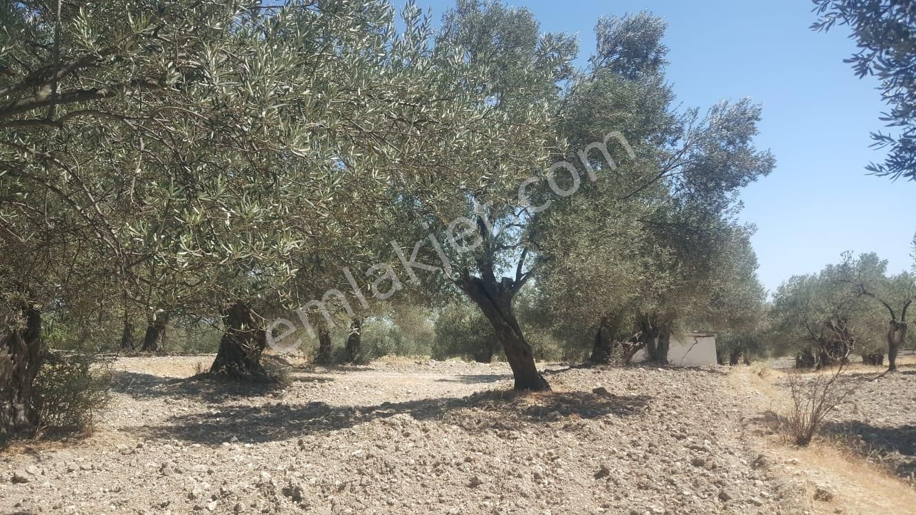 Ayvada'dan Ayvalık Gazikemalpaşada 2 Dönüm Bakımlı Zeytinlik - Görsel 7
