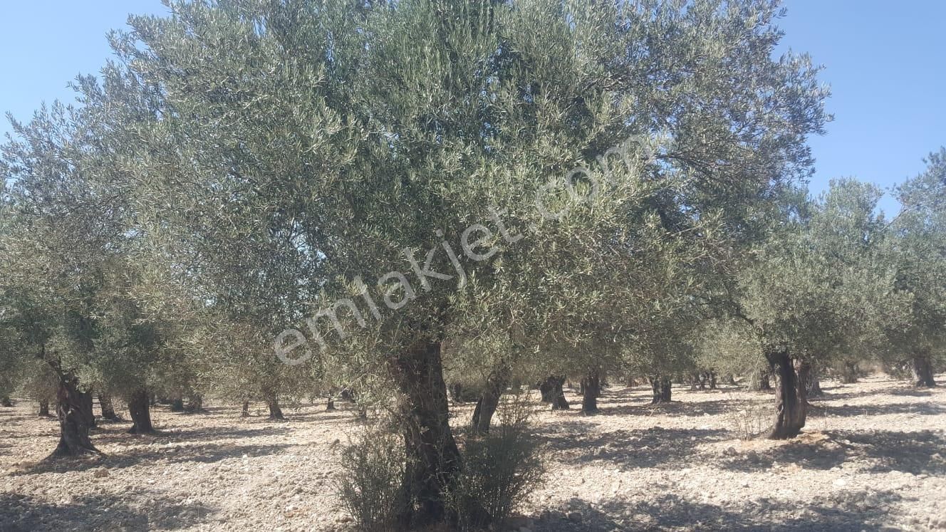 Ayvada'dan Ayvalık Gazikemalpaşada 2 Dönüm Bakımlı Zeytinlik - Görsel 6