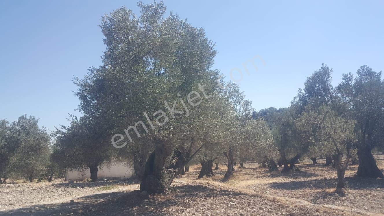 Ayvada'dan Ayvalık Gazikemalpaşada 2 Dönüm Bakımlı Zeytinlik - Görsel 5