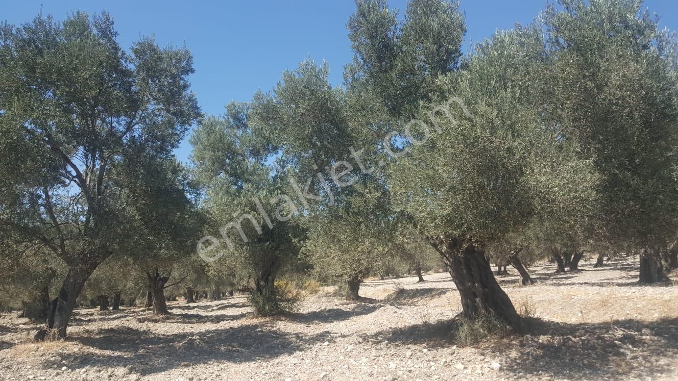 Ayvada'dan Ayvalık Gazikemalpaşada 2 Dönüm Bakımlı Zeytinlik - Görsel 2