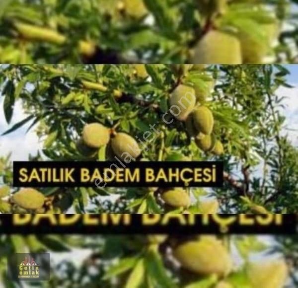 Altıntaş Cumhuriyet Satılık Bağ & Bahçe KÜTAHYA ALTINTAŞTA BADEM BAHÇEMİZ SATILIK