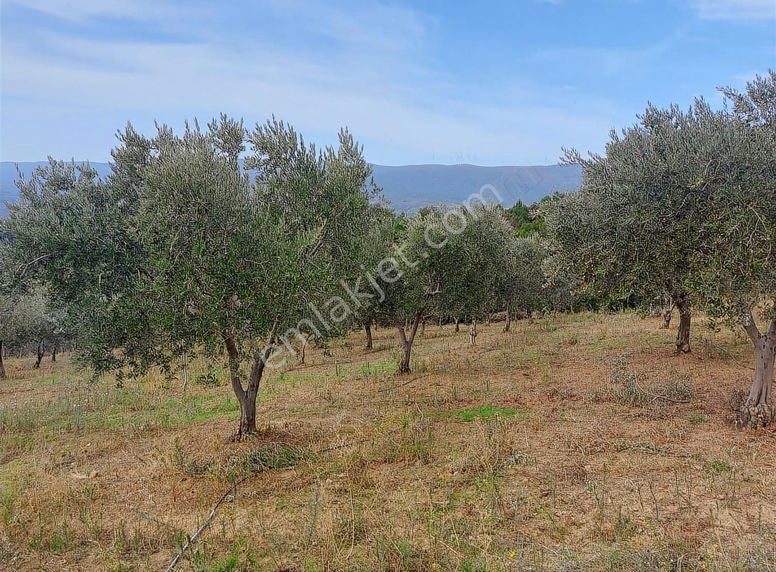 Haydariye Köyünde Deniz Manzaralı - Görsel 16