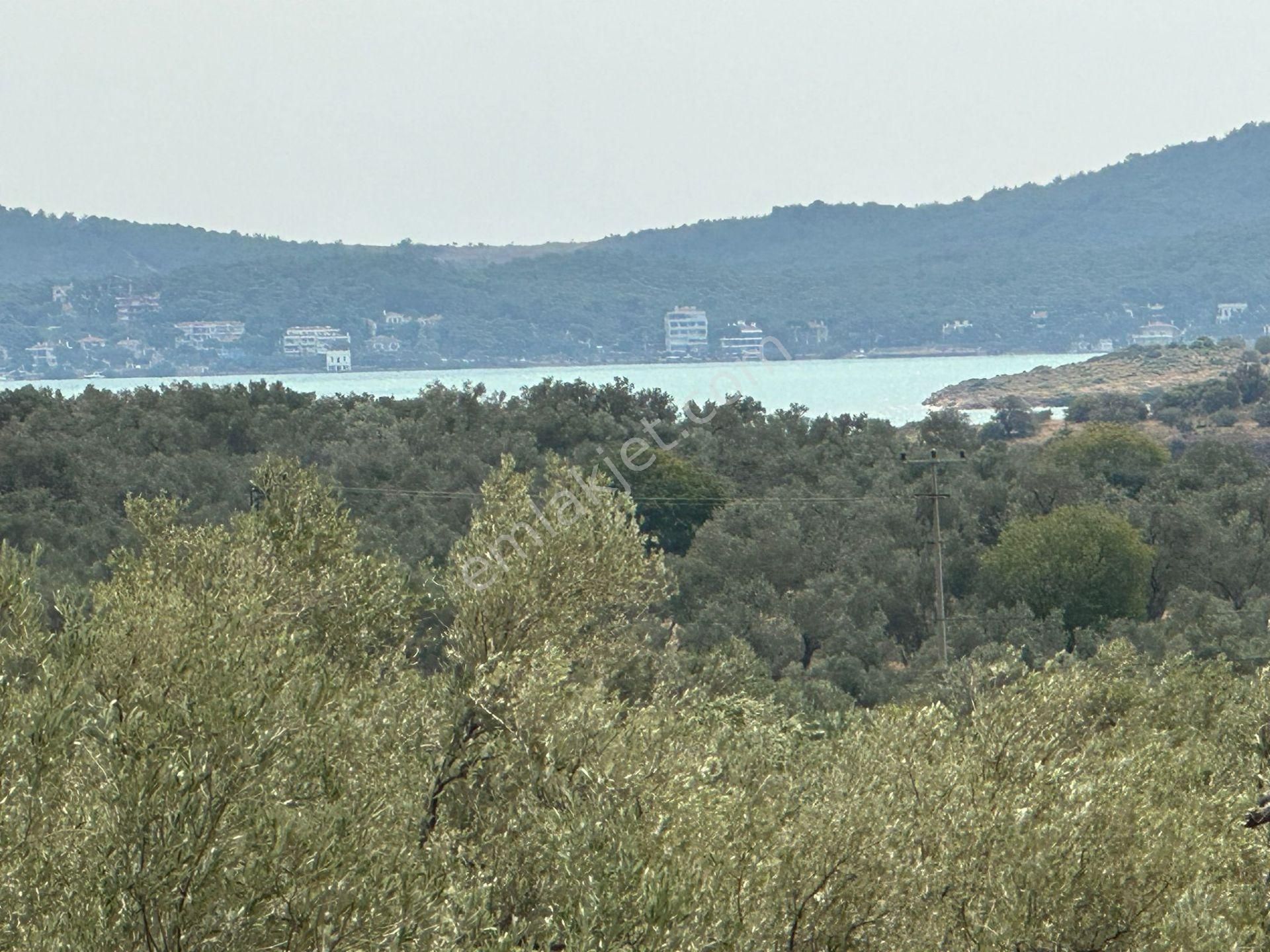 Ayvalık Namık Kemal Satılık Zeytinlik Ayvada'dan Ayvalık Cunda'da 11 Dönüm Bakımlı Zeytinlik