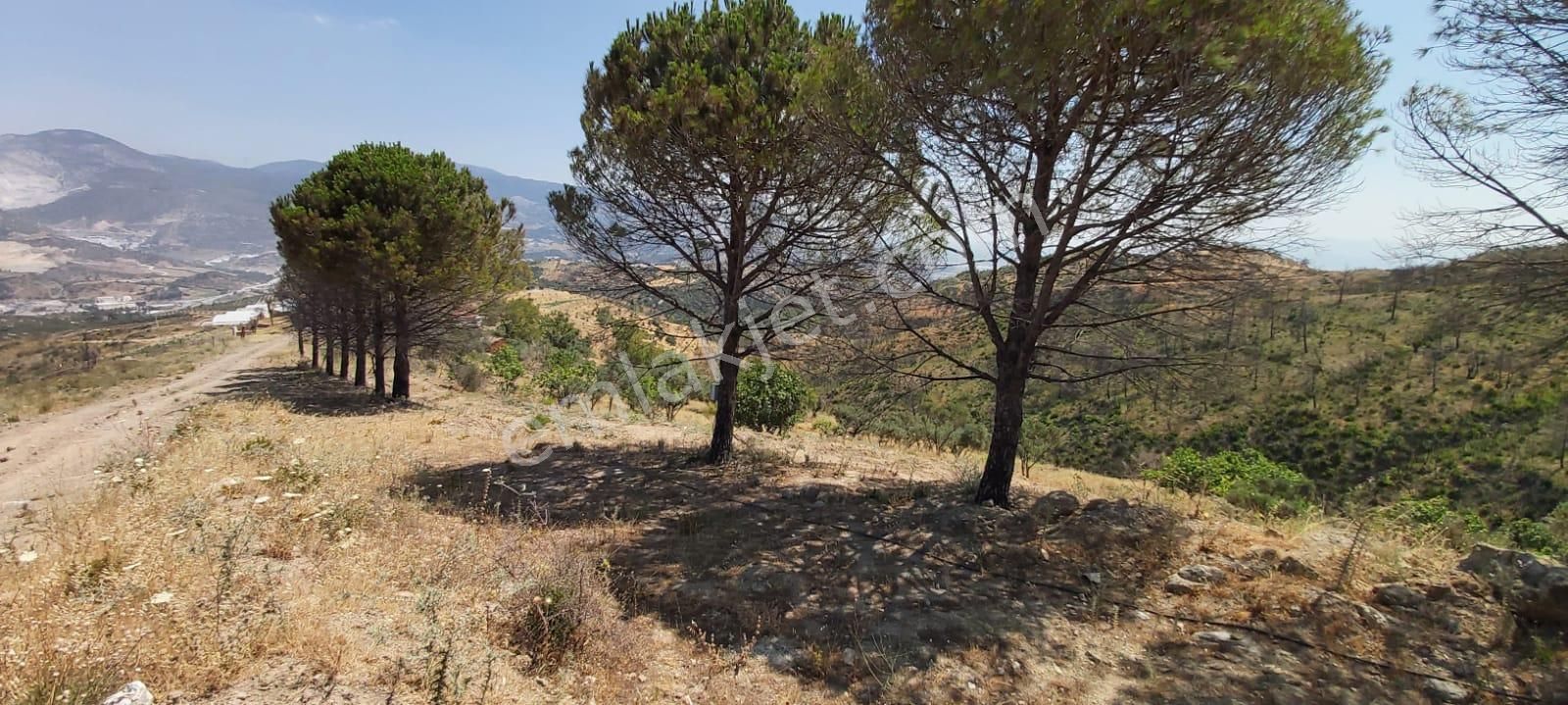 Söke Mimarsan Emlaktan Ağaçlı Mevkisinde Satılık Deniz Manzaralı Zeytinlik - Görsel 20