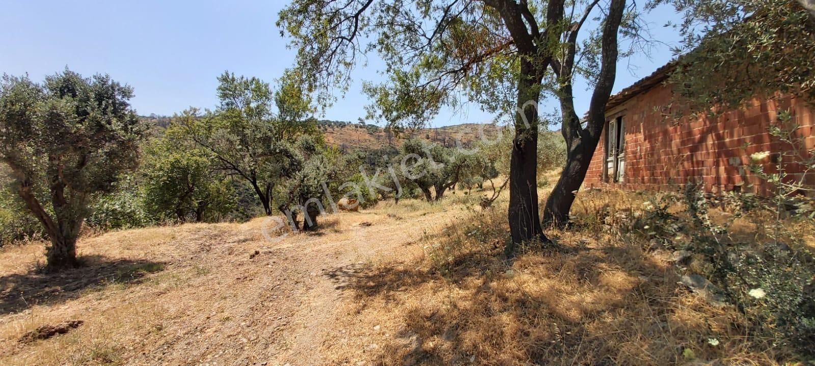 Söke Mimarsan Emlaktan Ağaçlı Mevkisinde Satılık Deniz Manzaralı Zeytinlik - Görsel 26