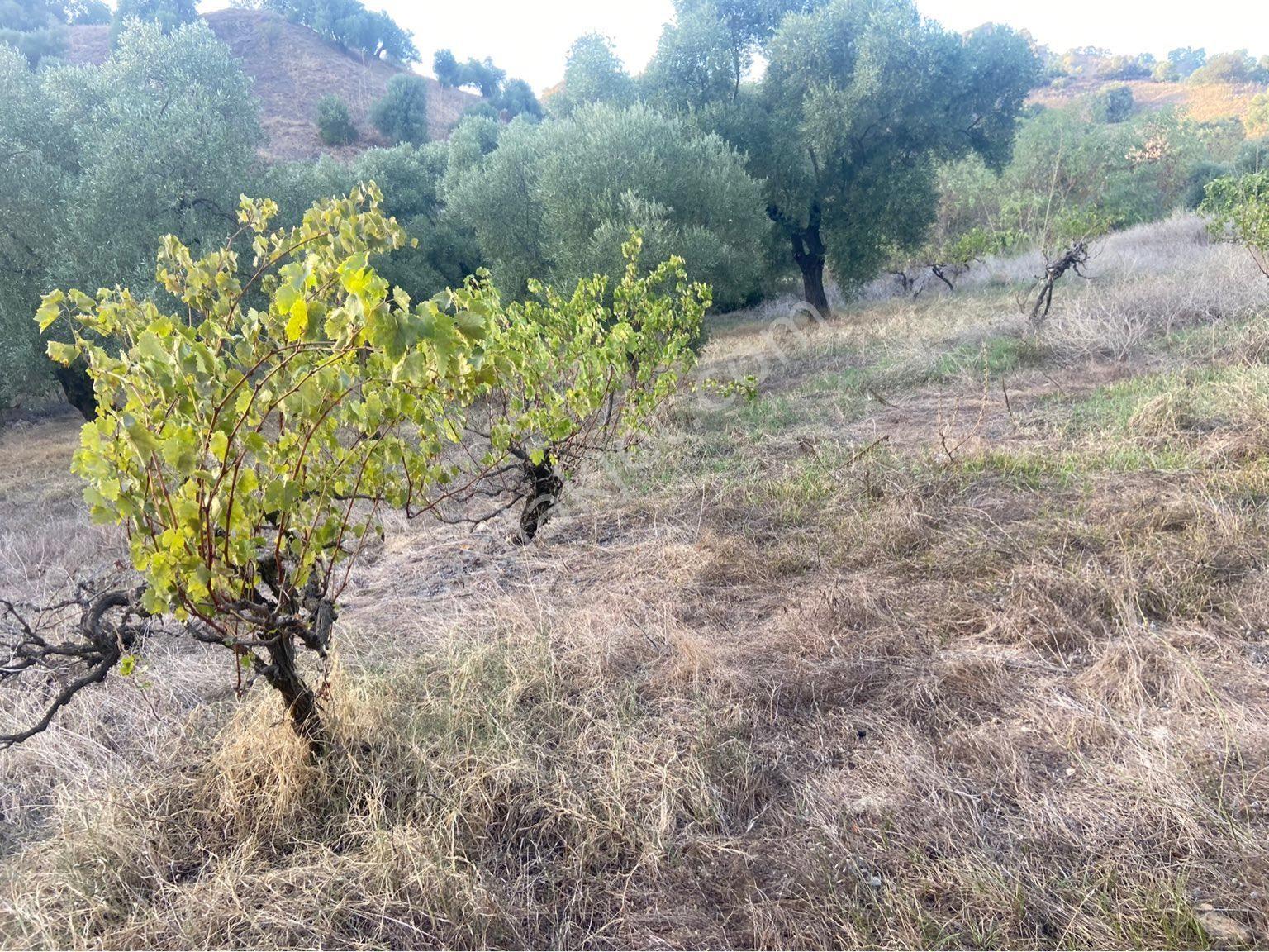 Has Umut Gayrimenkulden Satılık Zeytin İncir Üzüm Bahçesi - Görsel 12