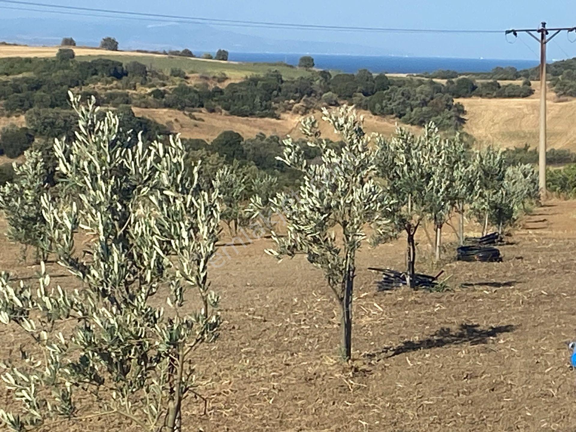 Boğaz Ve Köprü Manzaralı Bodur Gemlik Zeytin Dikili Tarla Vasfında Zeytinlik - Görsel 26