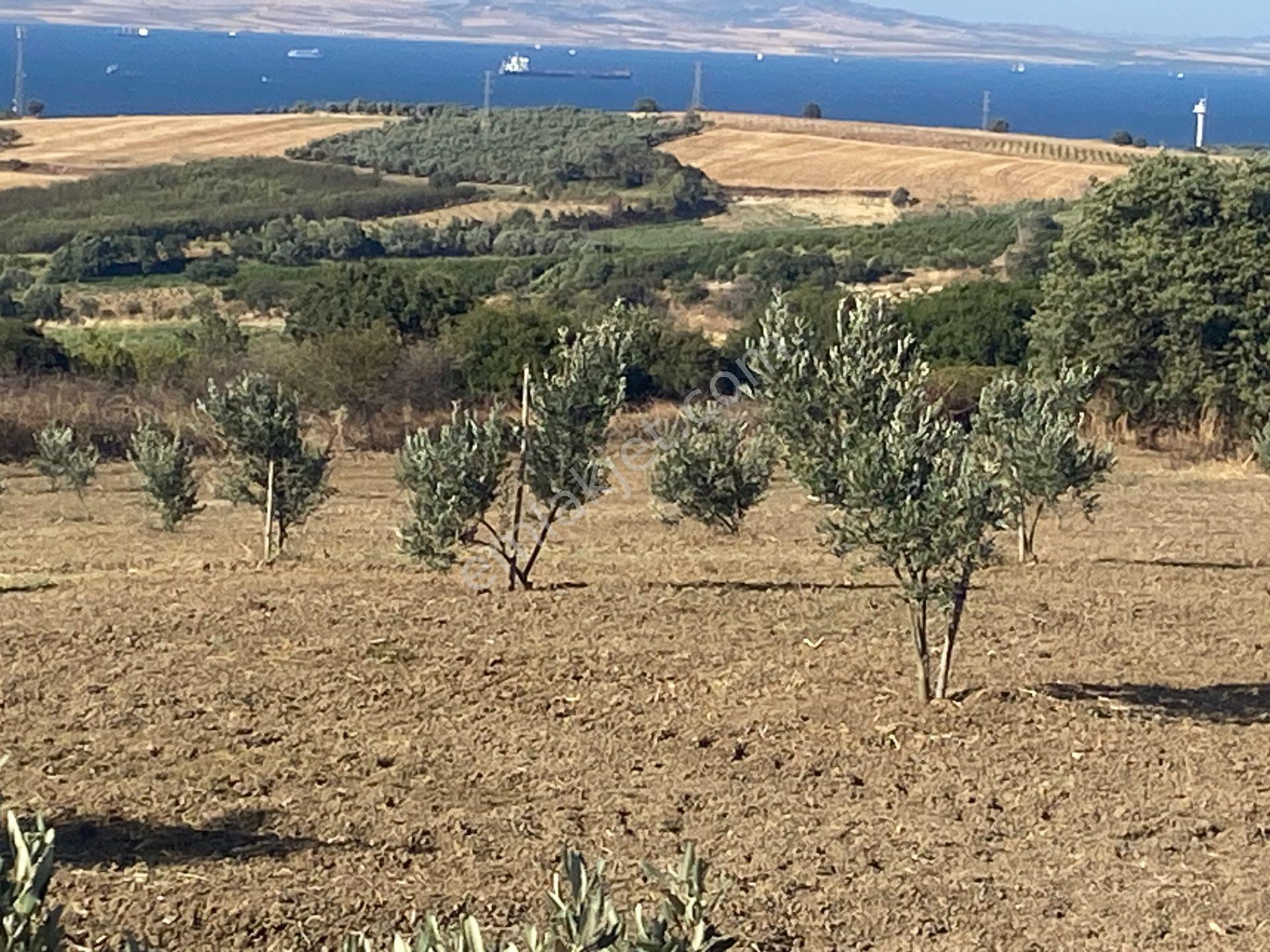 Boğaz Ve Köprü Manzaralı Bodur Gemlik Zeytin Dikili Tarla Vasfında Zeytinlik - Görsel 12