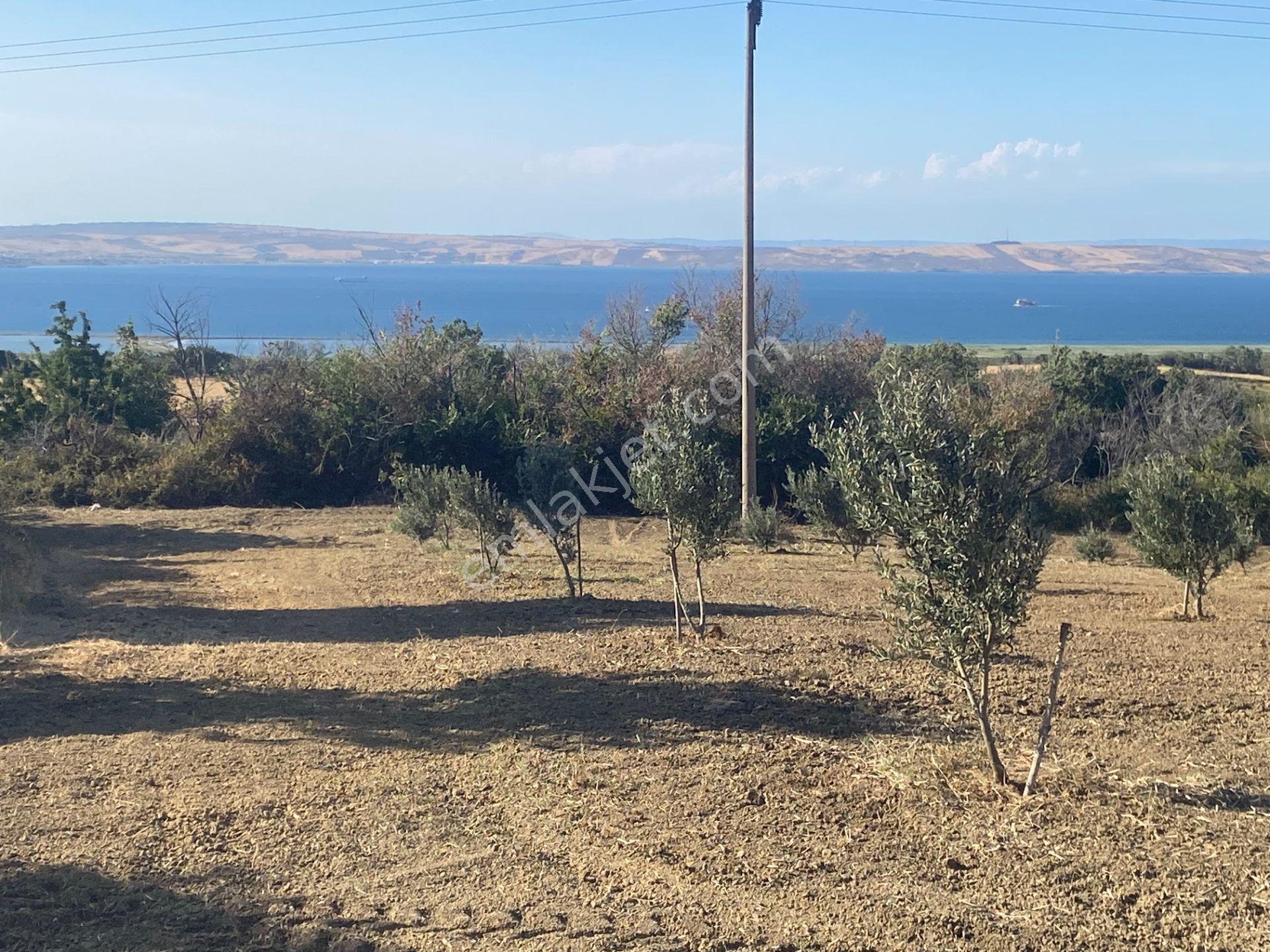 Boğaz Ve Köprü Manzaralı Bodur Gemlik Zeytin Dikili Tarla Vasfında Zeytinlik - Görsel 9