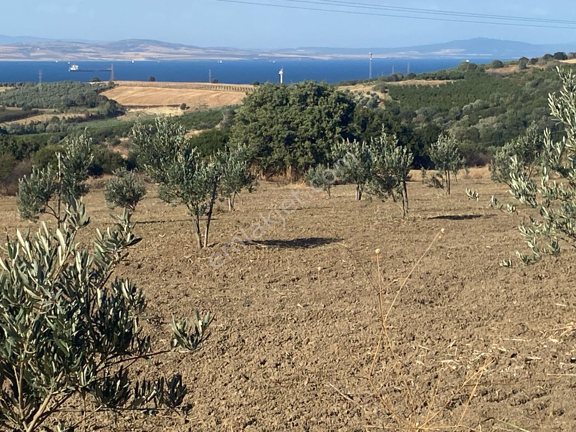 Boğaz Ve Köprü Manzaralı Bodur Gemlik Zeytin Dikili Tarla Vasfında Zeytinlik - Görsel 22