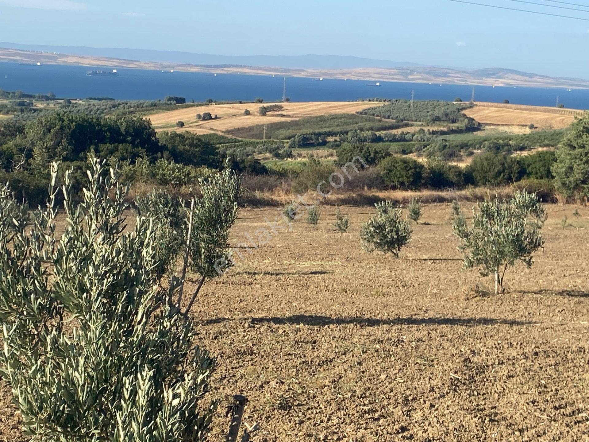 Boğaz Ve Köprü Manzaralı Bodur Gemlik Zeytin Dikili Tarla Vasfında Zeytinlik - Görsel 33