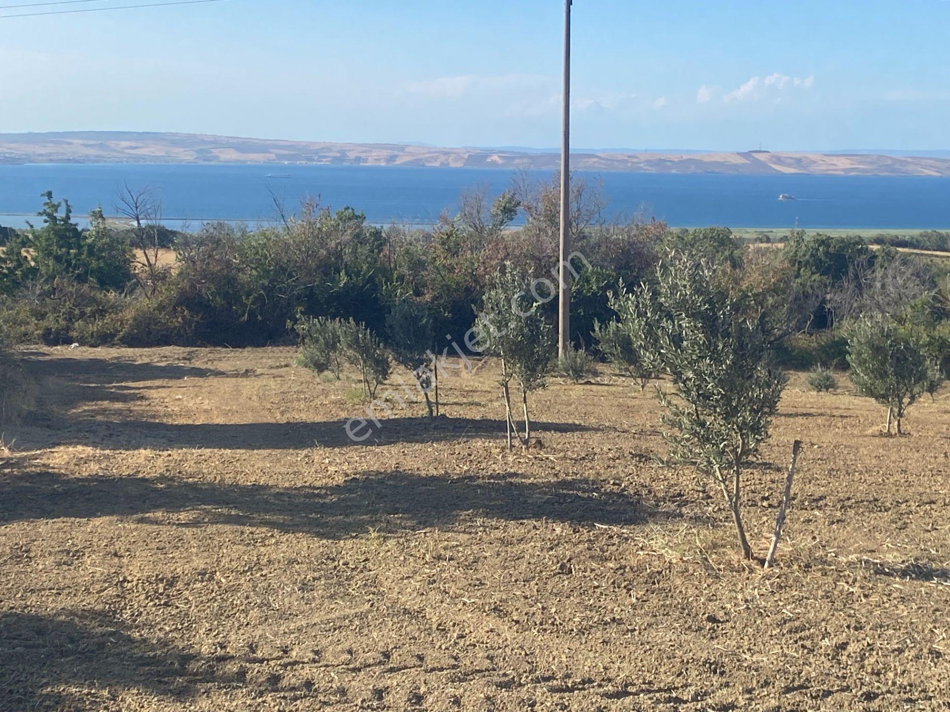 Boğaz Ve Köprü Manzaralı Bodur Gemlik Zeytin Dikili Tarla Vasfında Zeytinlik - Görsel 3