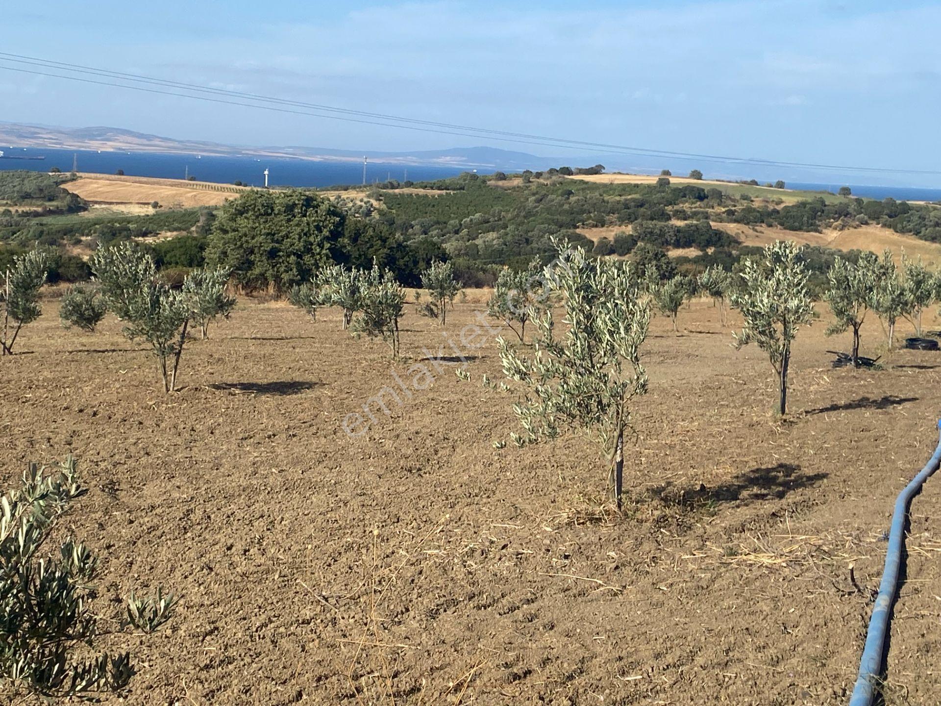 Boğaz Ve Köprü Manzaralı Bodur Gemlik Zeytin Dikili Tarla Vasfında Zeytinlik - Görsel 6