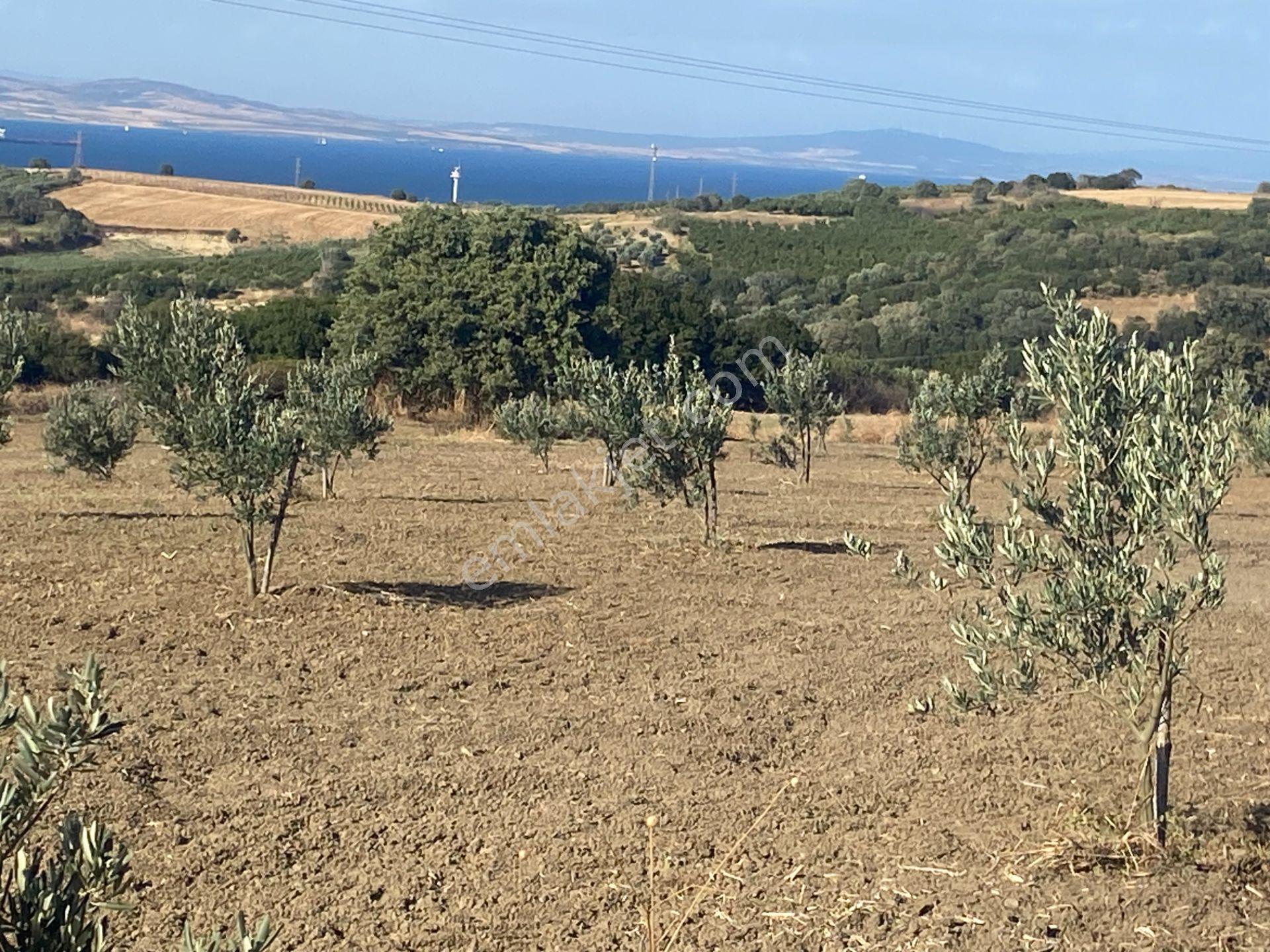 Boğaz Ve Köprü Manzaralı Bodur Gemlik Zeytin Dikili Tarla Vasfında Zeytinlik - Görsel 23