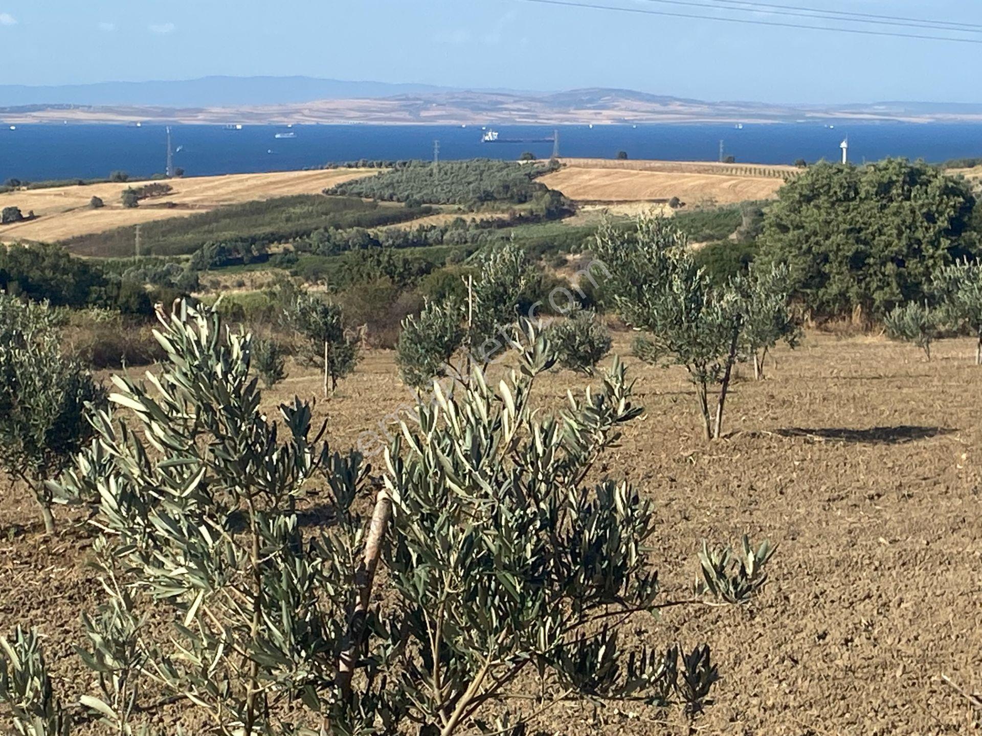 Boğaz Ve Köprü Manzaralı Bodur Gemlik Zeytin Dikili Tarla Vasfında Zeytinlik - Görsel 21