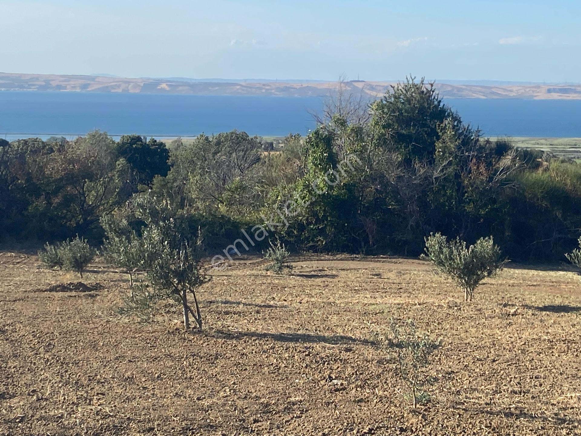 Boğaz Ve Köprü Manzaralı Bodur Gemlik Zeytin Dikili Tarla Vasfında Zeytinlik - Görsel 30