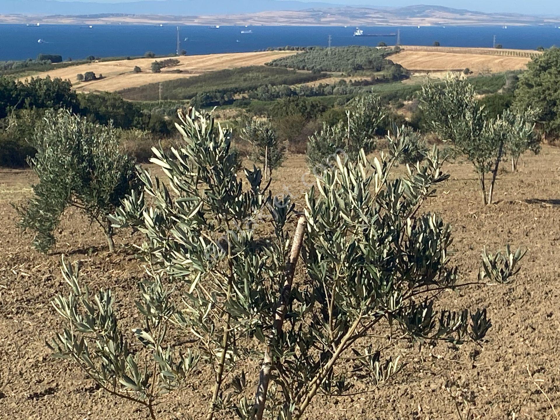 Boğaz Ve Köprü Manzaralı Bodur Gemlik Zeytin Dikili Tarla Vasfında Zeytinlik - Görsel 20