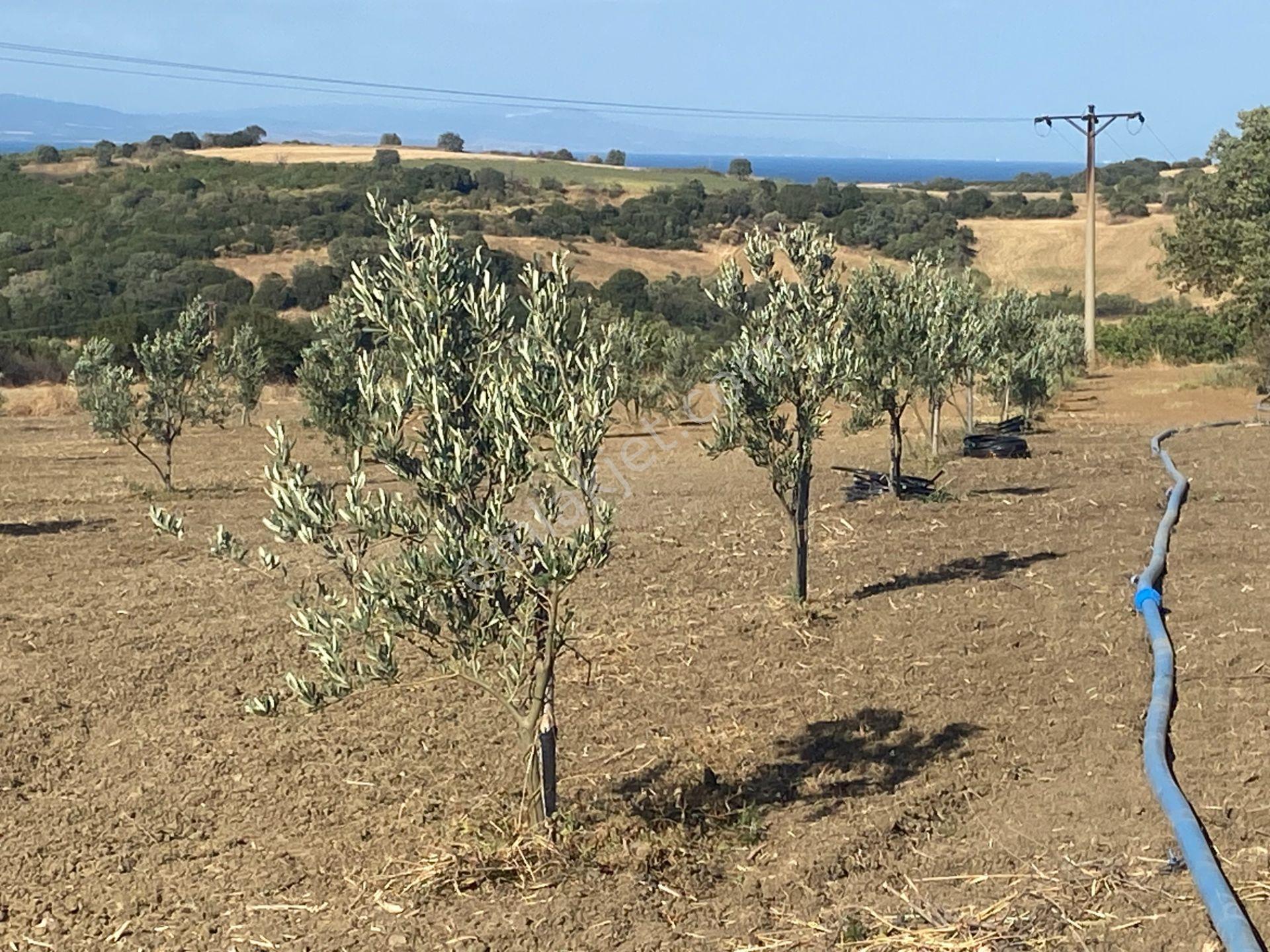 Boğaz Ve Köprü Manzaralı Bodur Gemlik Zeytin Dikili Tarla Vasfında Zeytinlik - Görsel 24