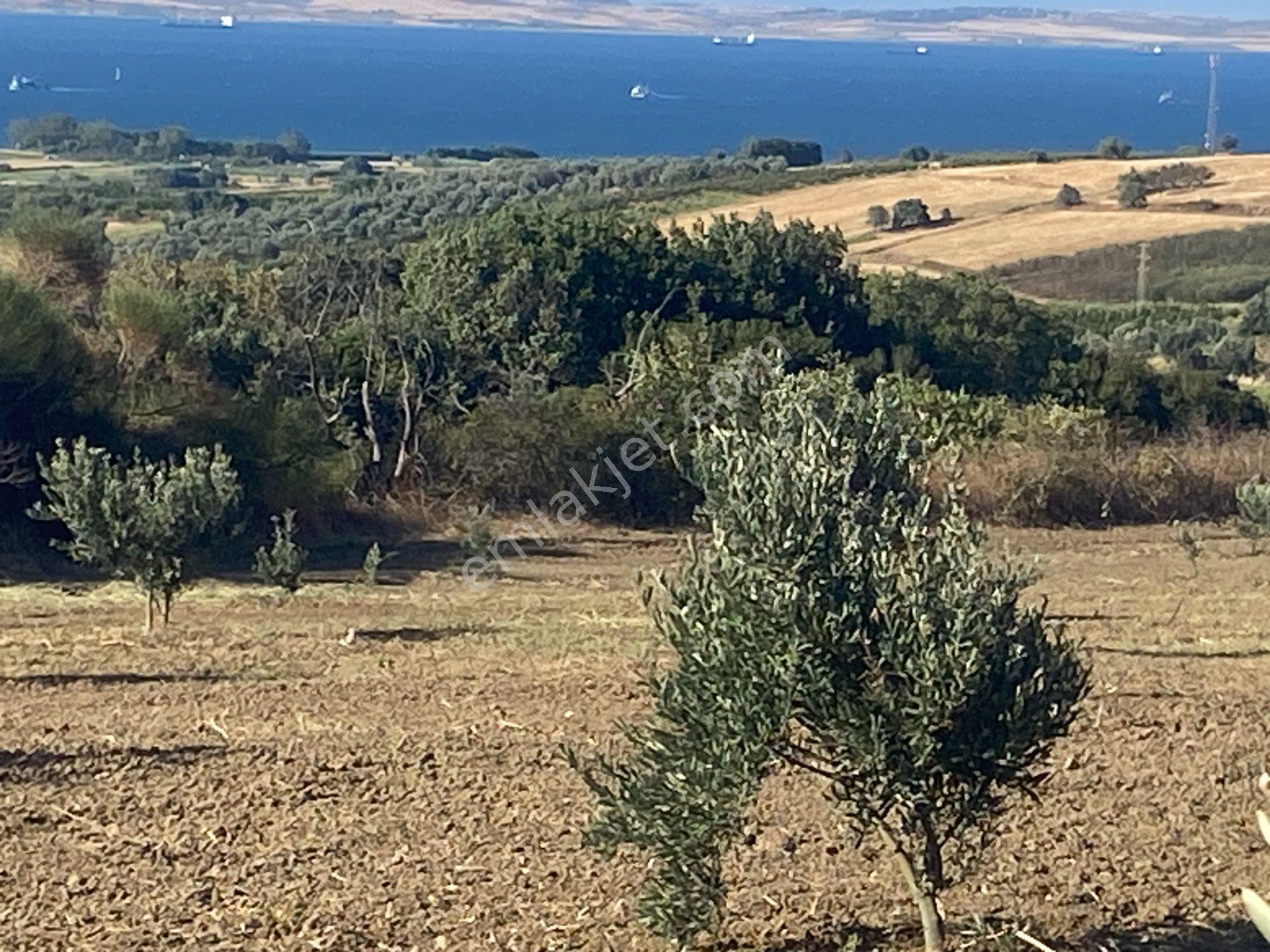 Boğaz Ve Köprü Manzaralı Bodur Gemlik Zeytin Dikili Tarla Vasfında Zeytinlik - Görsel 28