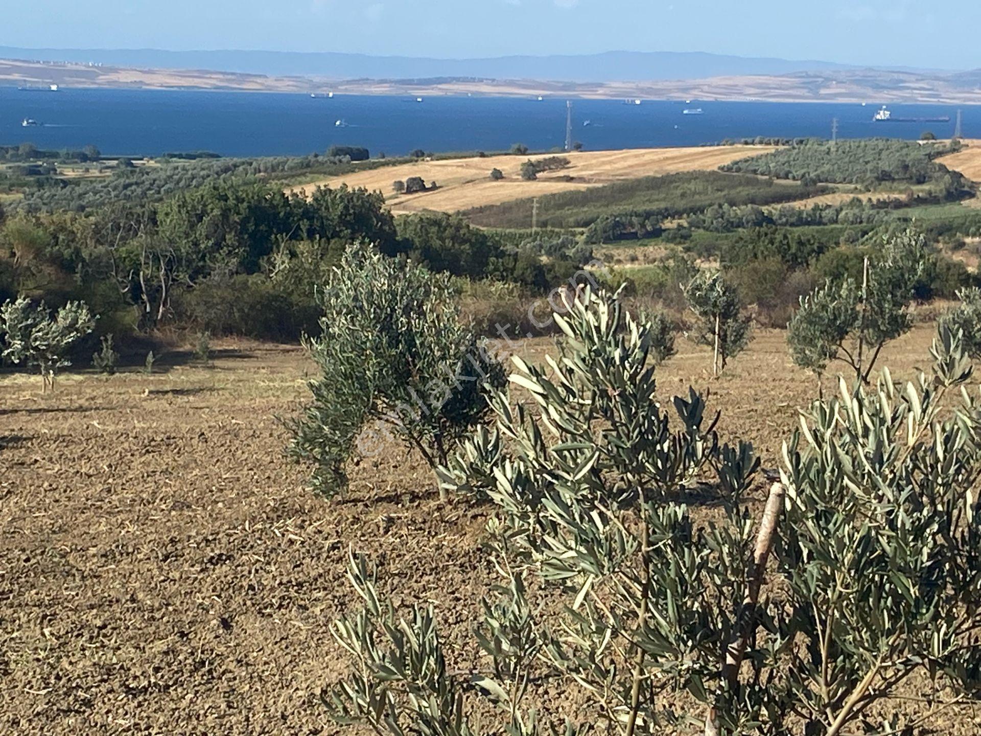 Boğaz Ve Köprü Manzaralı Bodur Gemlik Zeytin Dikili Tarla Vasfında Zeytinlik - Görsel 19