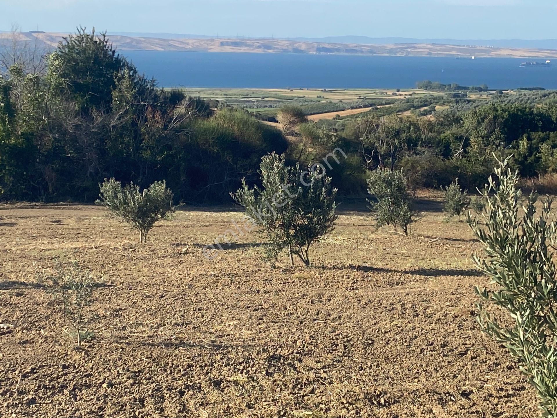 Boğaz Ve Köprü Manzaralı Bodur Gemlik Zeytin Dikili Tarla Vasfında Zeytinlik - Görsel 31