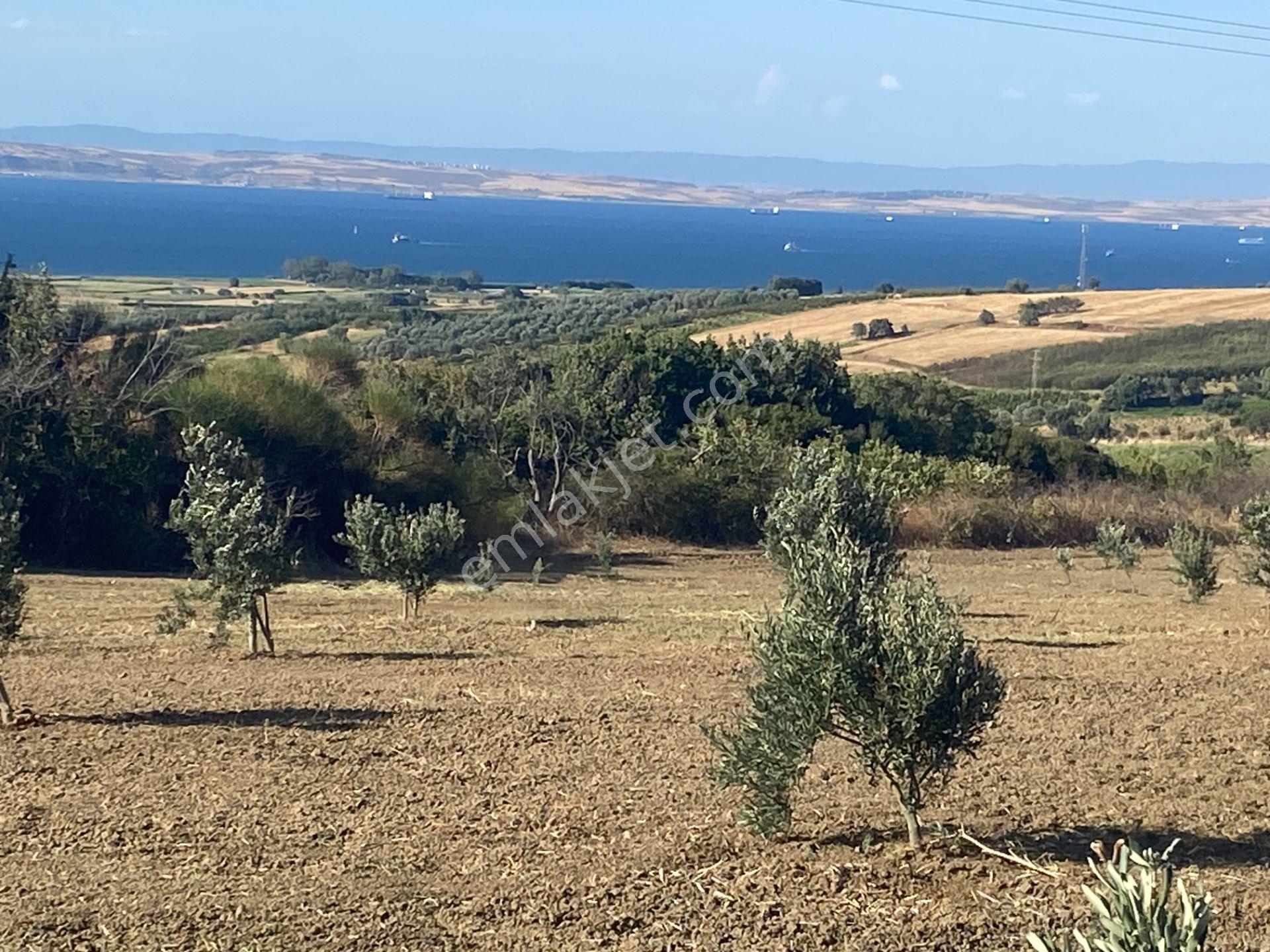 Boğaz Ve Köprü Manzaralı Bodur Gemlik Zeytin Dikili Tarla Vasfında Zeytinlik - Görsel 18