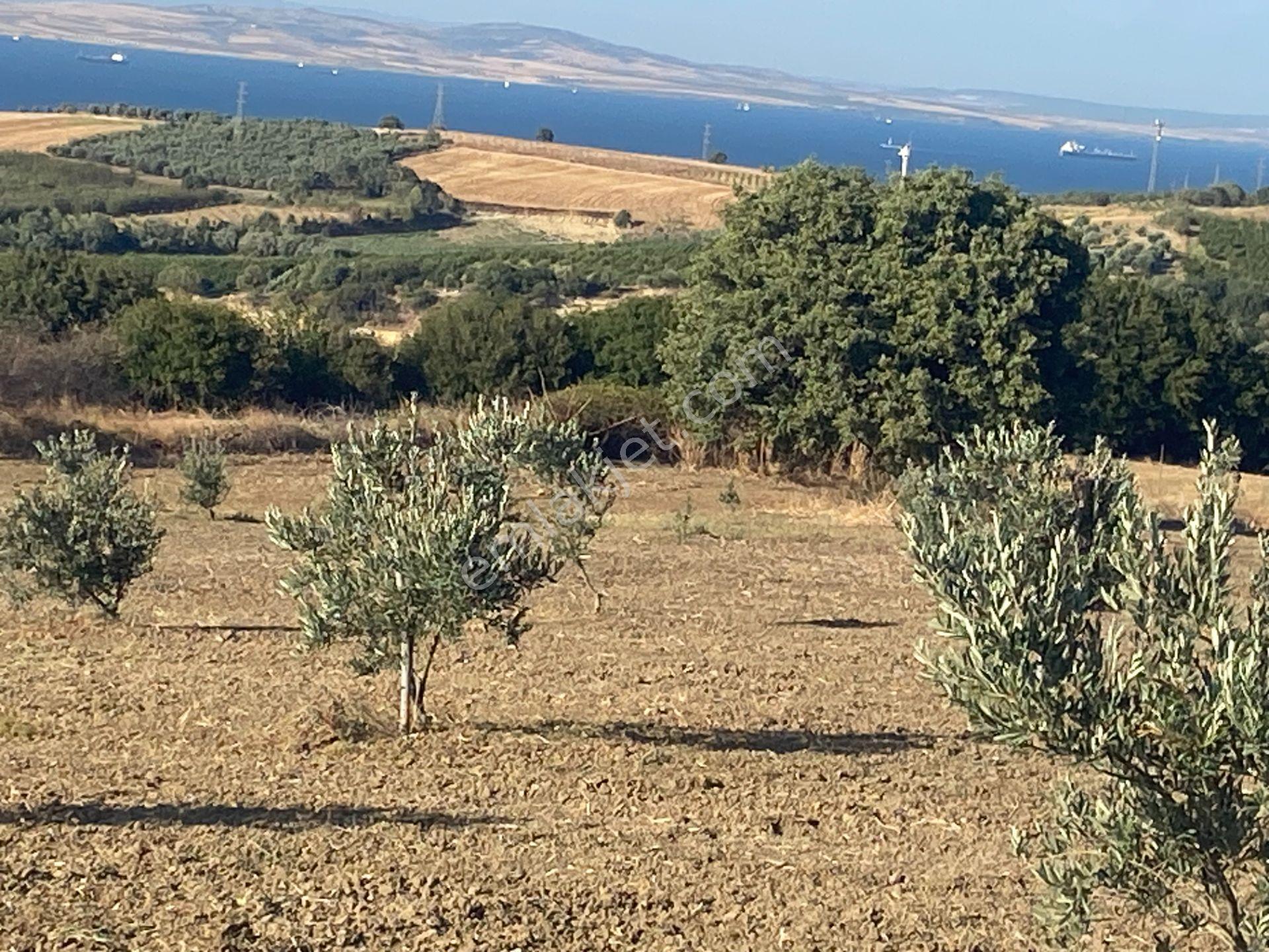 Boğaz Ve Köprü Manzaralı Bodur Gemlik Zeytin Dikili Tarla Vasfında Zeytinlik - Görsel 34
