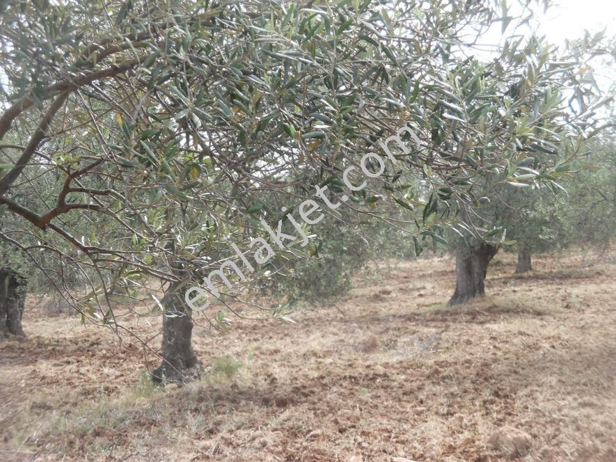 Ayvada Dan Ayvalık’ta 25 Dönüm Zeytinlik - Görsel 3