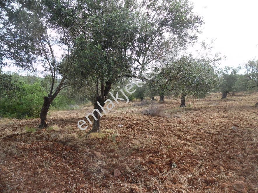 Ayvada Dan Ayvalık’ta 25 Dönüm Zeytinlik - Görsel 8