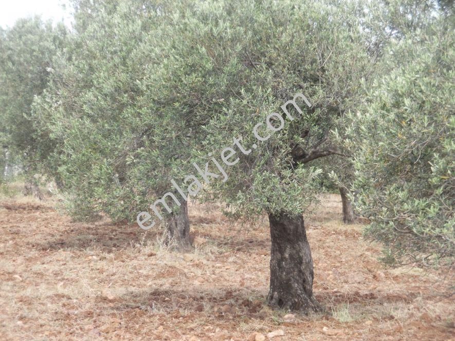 Ayvada Dan Ayvalık’ta 25 Dönüm Zeytinlik - Görsel 10