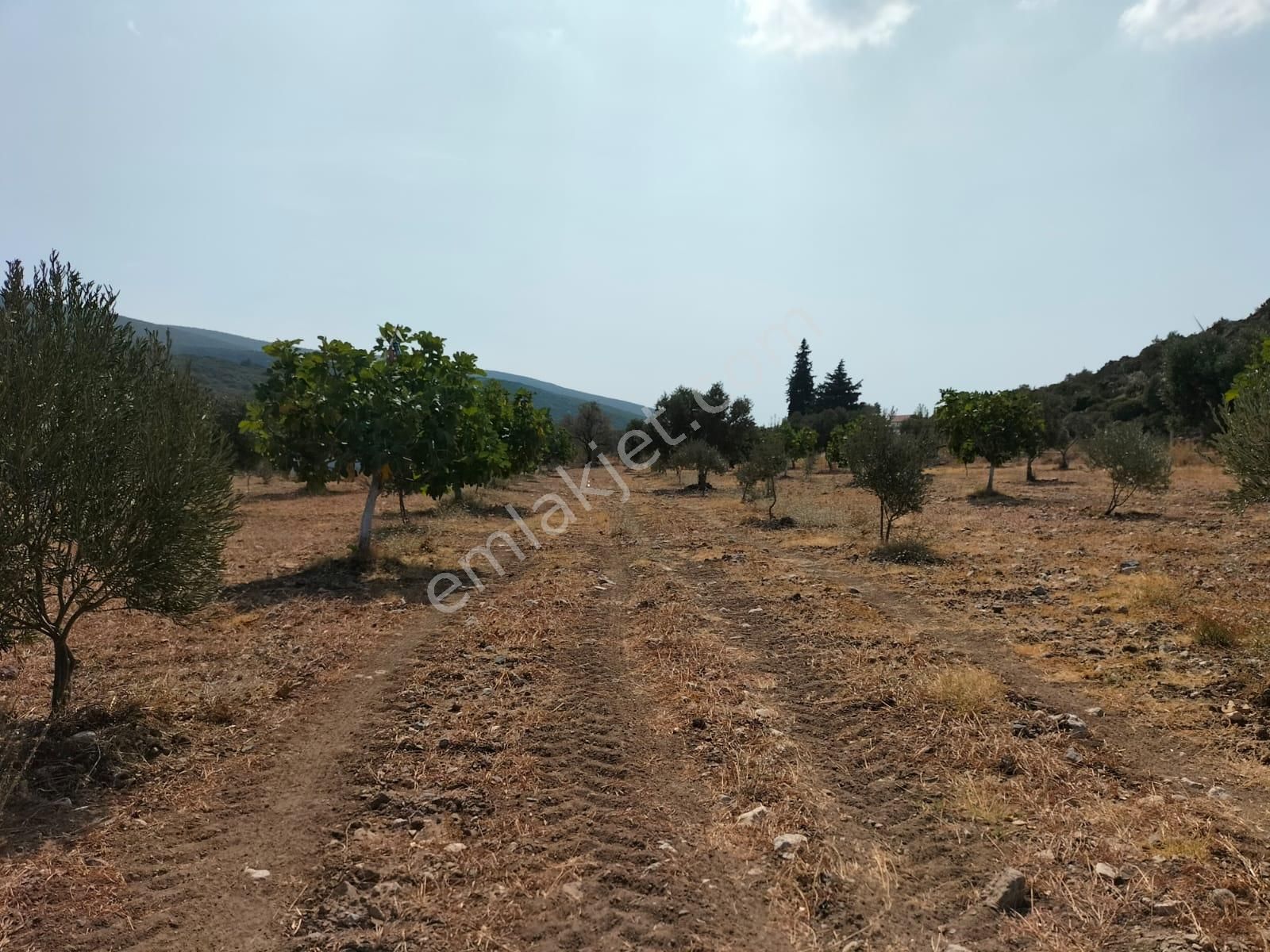 Urla Zeytineli Köyünde Satılık Çiftlik - Görsel 4