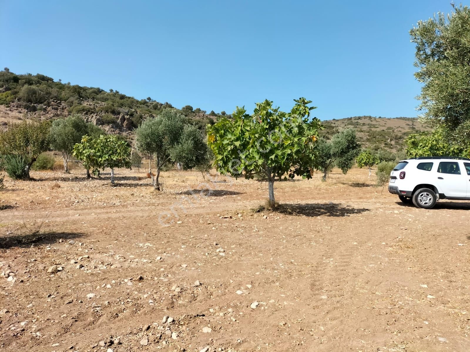 Urla Zeytineli Köyünde Satılık Çiftlik - Görsel 24