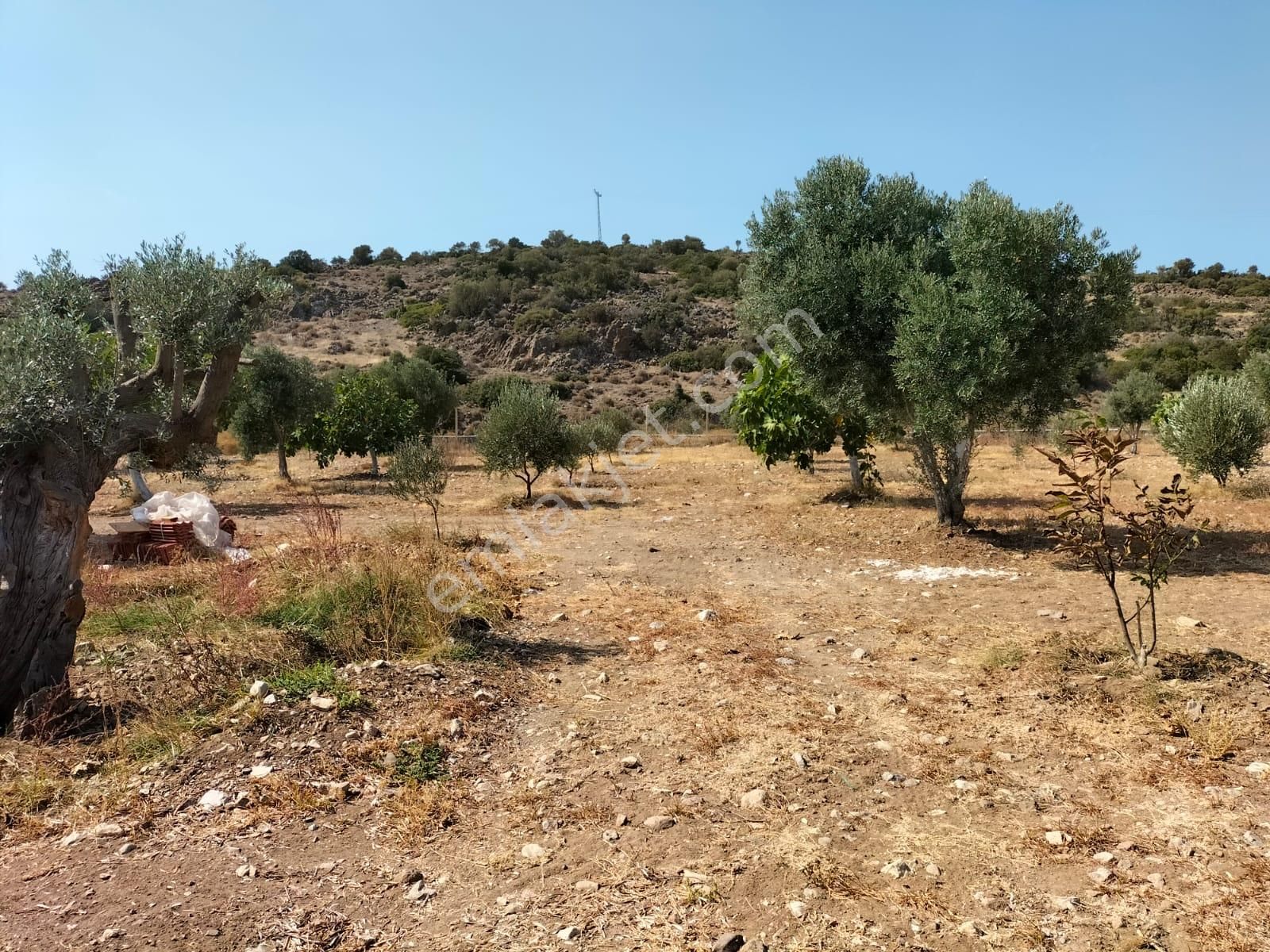 Urla Zeytineli Köyünde Satılık Çiftlik - Görsel 11