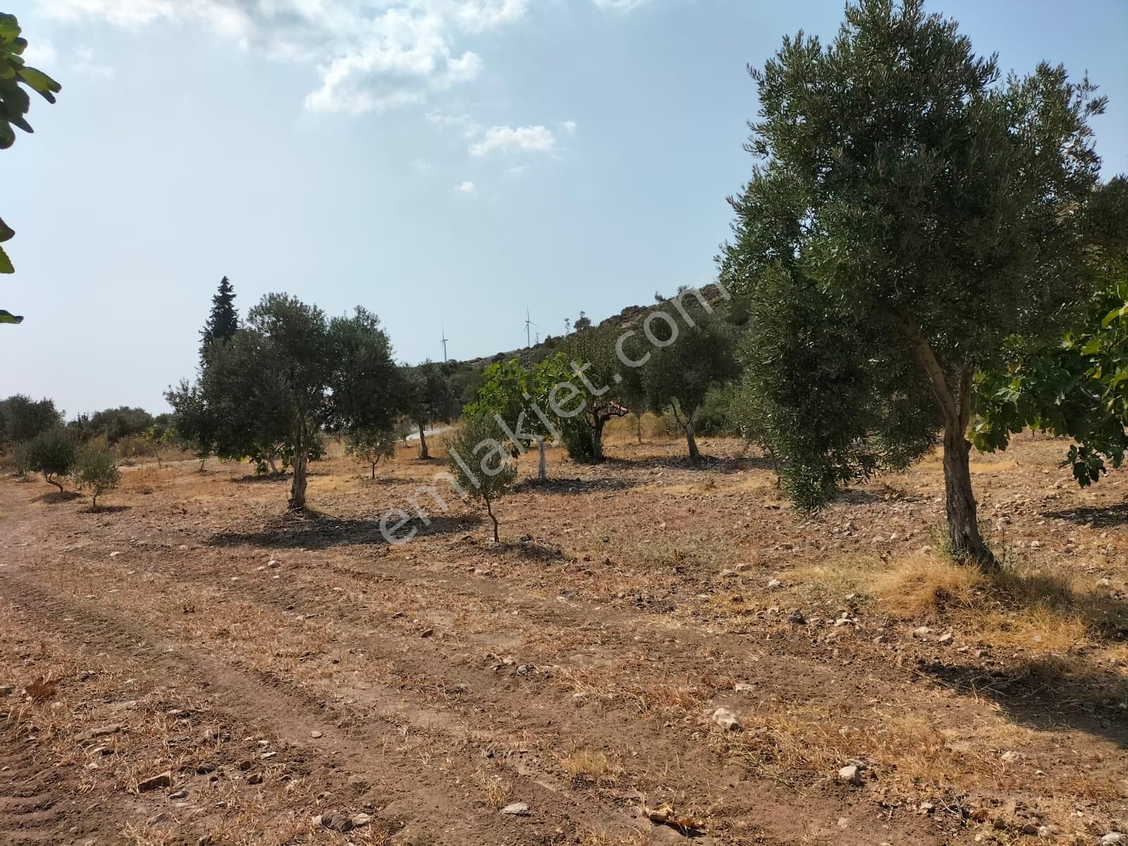 Urla Zeytineli Köyünde Satılık Çiftlik - Görsel 3