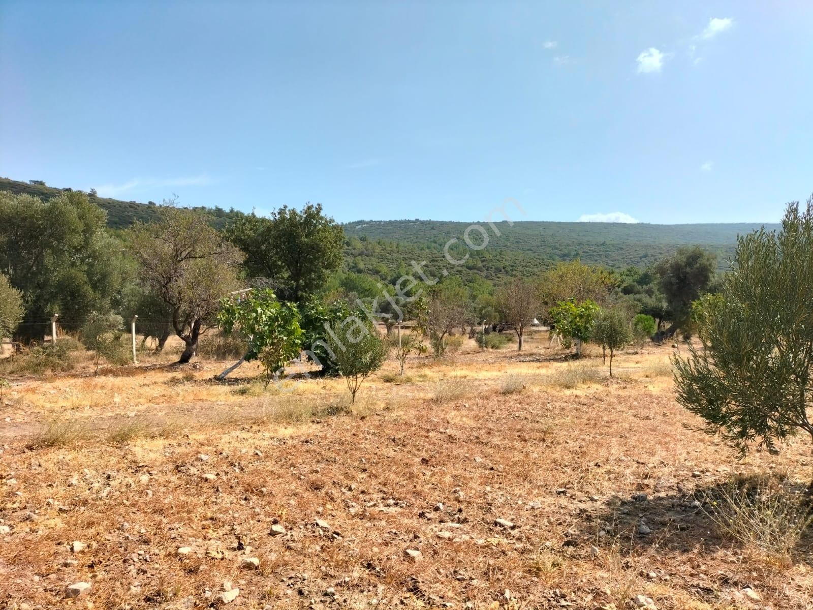 Urla Zeytineli Köyünde Satılık Çiftlik - Görsel 2