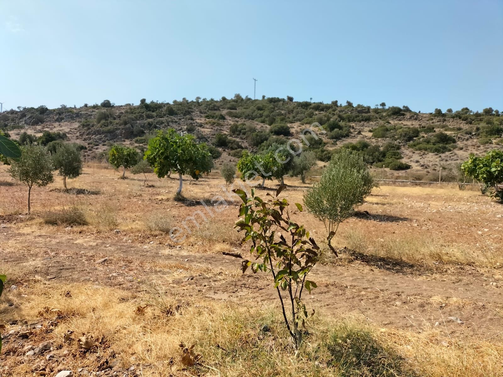 Urla Zeytineli Köyünde Satılık Çiftlik - Görsel 6