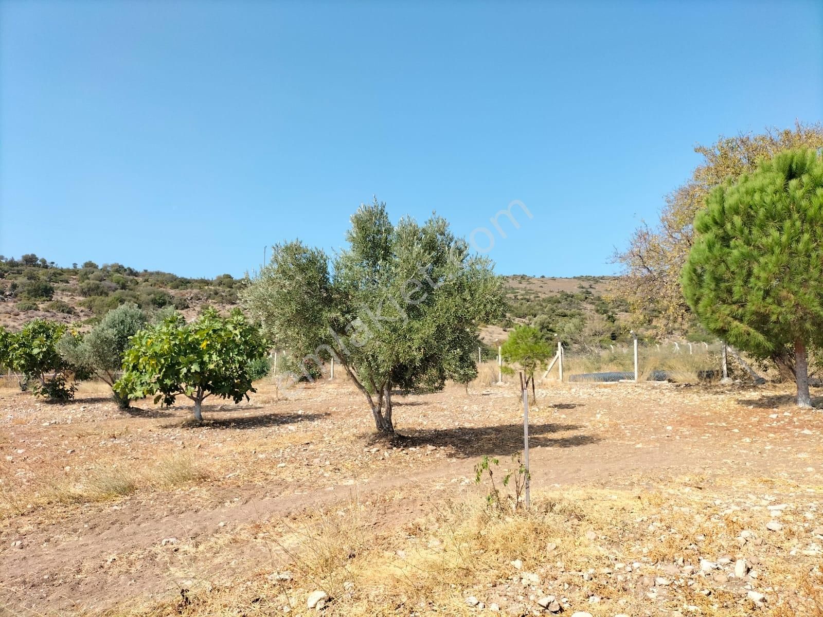 Urla Zeytineli Köyünde Satılık Çiftlik - Görsel 7