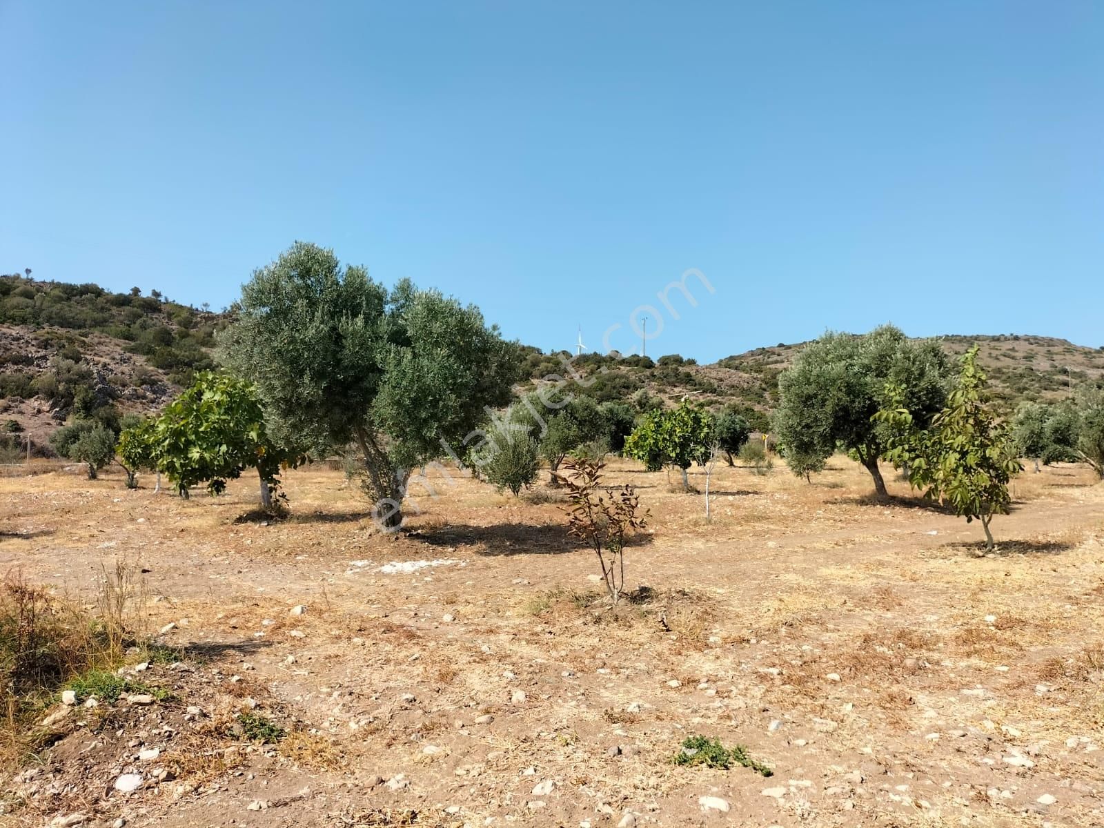 Urla Zeytineli Köyünde Satılık Çiftlik - Görsel 14