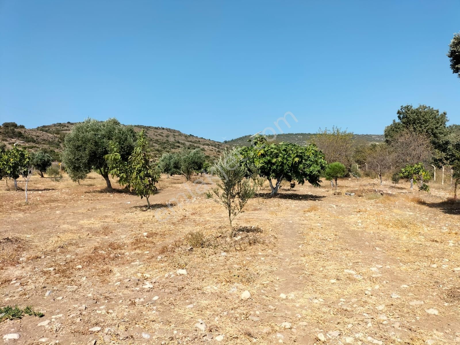 Urla Zeytineli Köyünde Satılık Çiftlik - Görsel 13