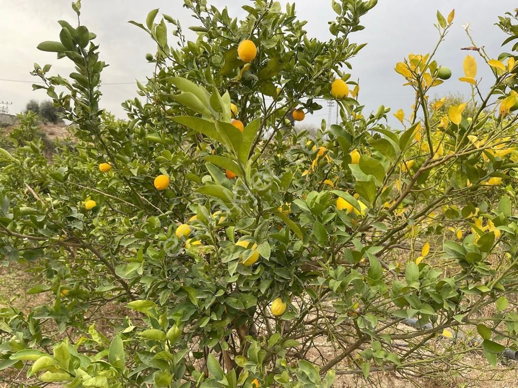 Köy İçerisinde Satlık Kelepir Arsa - Görsel 6
